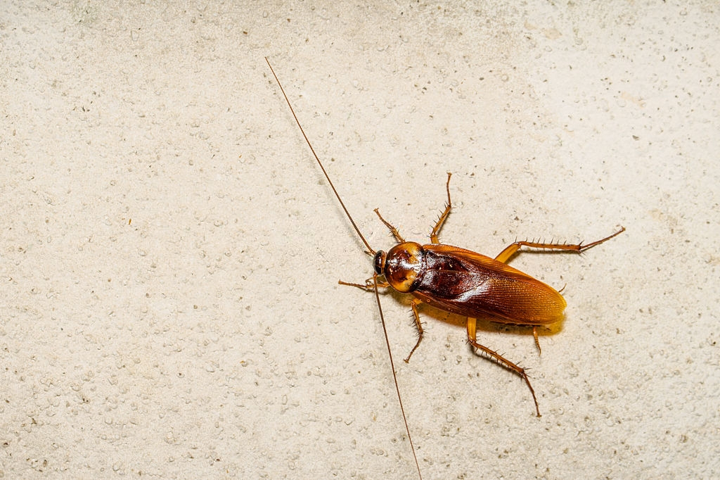 Cockroach Control, Pest Control in Tufnell Park, N19. Call Now 020 8166 9746