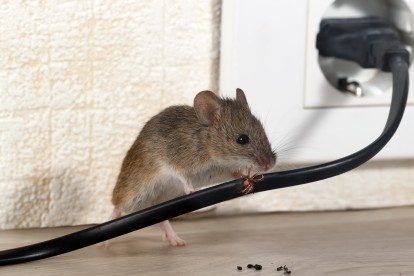 Pest Control in Tufnell Park, N19. Call Now! 020 8166 9746