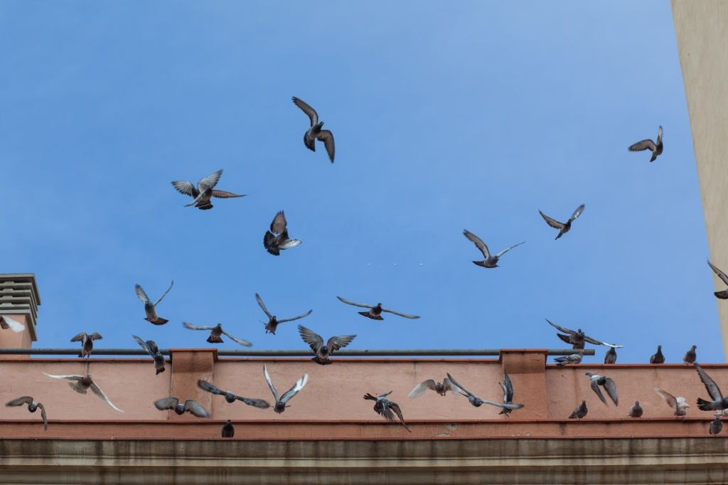 Pigeon Control, Pest Control in Tufnell Park, N19. Call Now 020 8166 9746