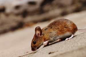 Mouse extermination, Pest Control in Tufnell Park, N19. Call Now 020 8166 9746