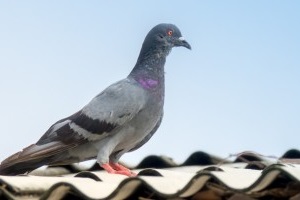 Pigeon Pest, Pest Control in Tufnell Park, N19. Call Now 020 8166 9746