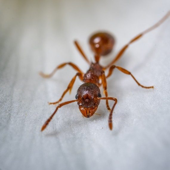 Field Ants, Pest Control in Tufnell Park, N19. Call Now! 020 8166 9746