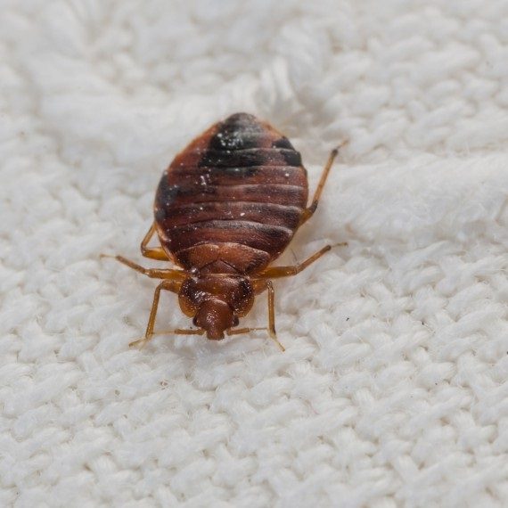 Bed Bugs, Pest Control in Tufnell Park, N19. Call Now! 020 8166 9746