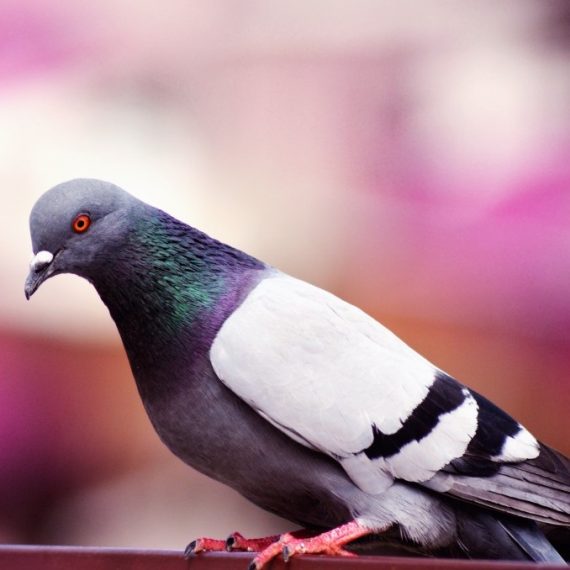 Birds, Pest Control in Tufnell Park, N19. Call Now! 020 8166 9746