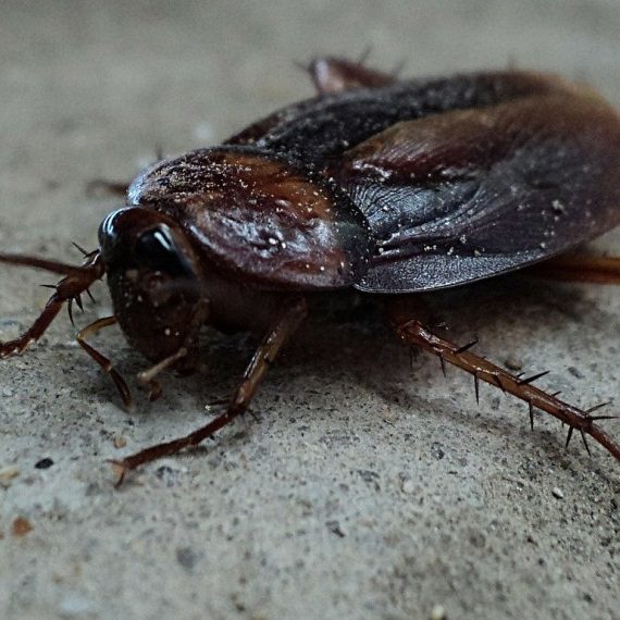 Cockroaches, Pest Control in Tufnell Park, N19. Call Now! 020 8166 9746