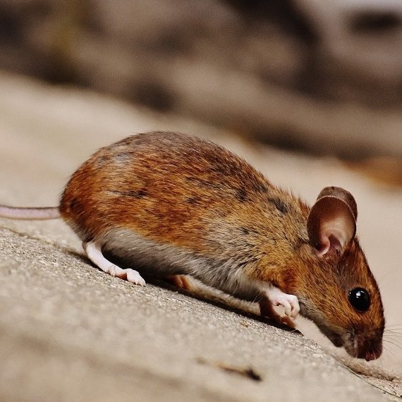 Mice, Pest Control in Tufnell Park, N19. Call Now! 020 8166 9746