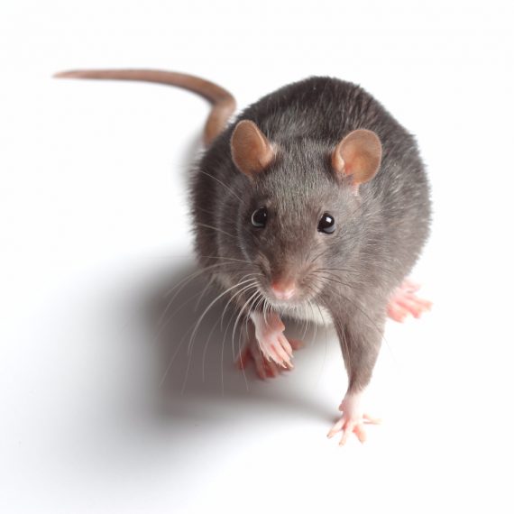 Rats, Pest Control in Tufnell Park, N19. Call Now! 020 8166 9746