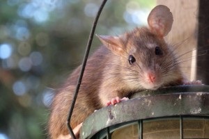 Rat Control, Pest Control in Tufnell Park, N19. Call Now 020 8166 9746