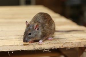 Rodent Control, Pest Control in Tufnell Park, N19. Call Now 020 8166 9746