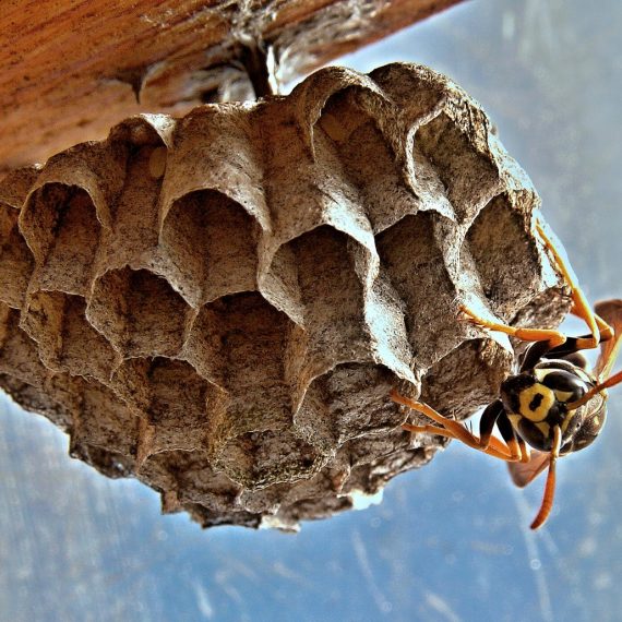 Wasps Nest, Pest Control in Tufnell Park, N19. Call Now! 020 8166 9746